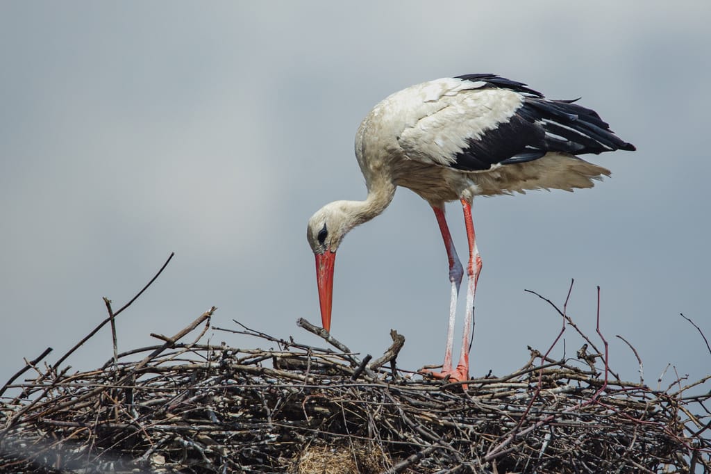 A stork carefully building its nest on a pile of sticks outdoors.