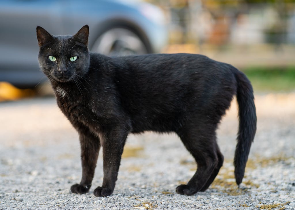 A striking black cat with green eyes stands confidently on a gravel path.