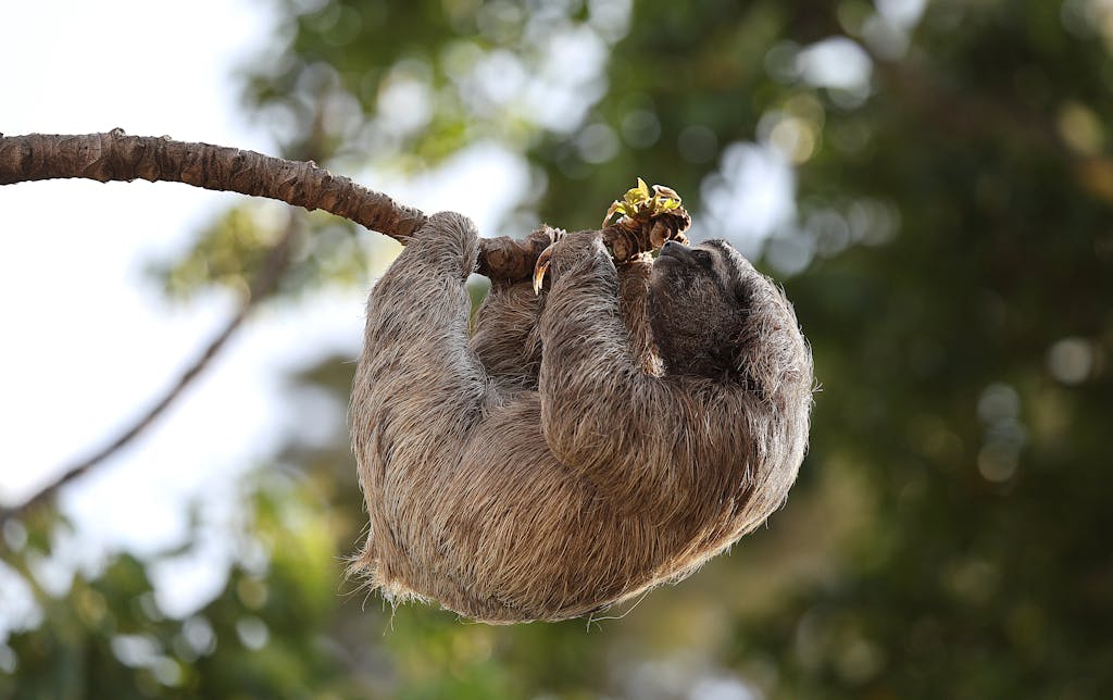 A three-toed sloth hanging on a branch in the lush rainforest.