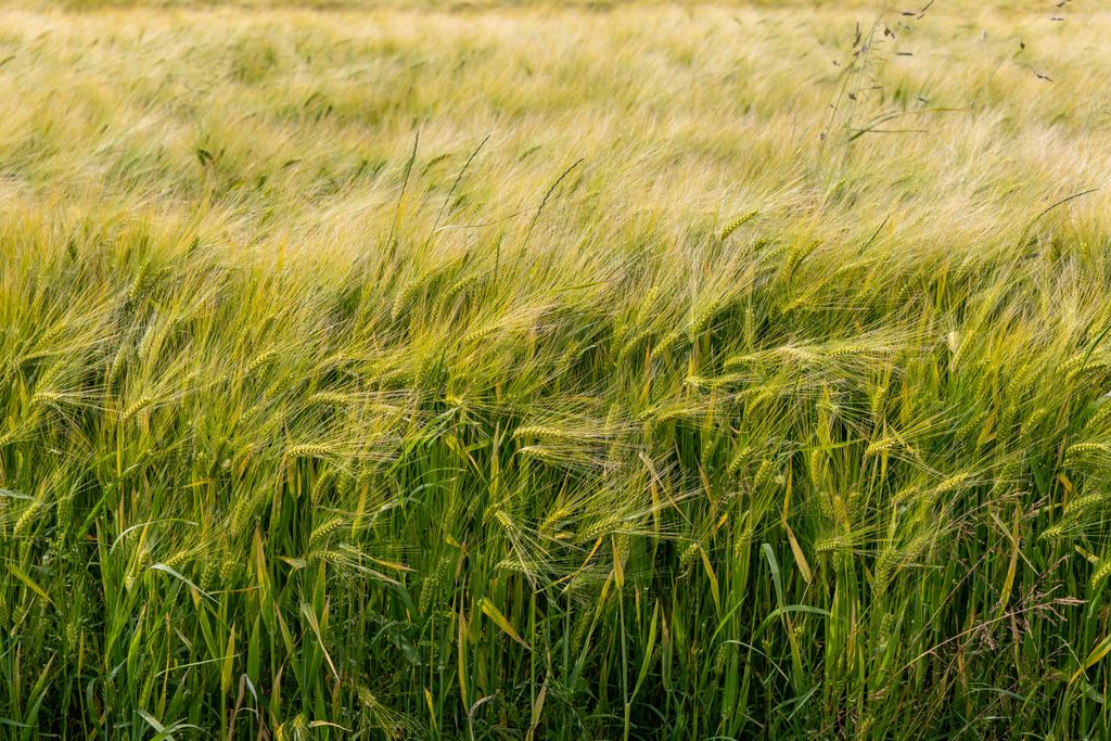 A vibrant barley field swaying in a gentle summer breeze, showcasing nature's lush greenery.