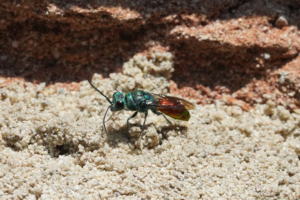 A vibrant wasp explores sandy terrain, showcasing summer wildlife in Bilthoven.
