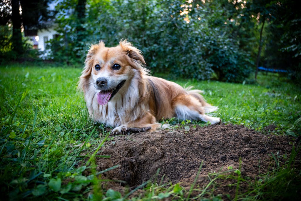 Adorable small dog lounging on grassy lawn in Myślenice, Poland, with joyful expression on a summer day.