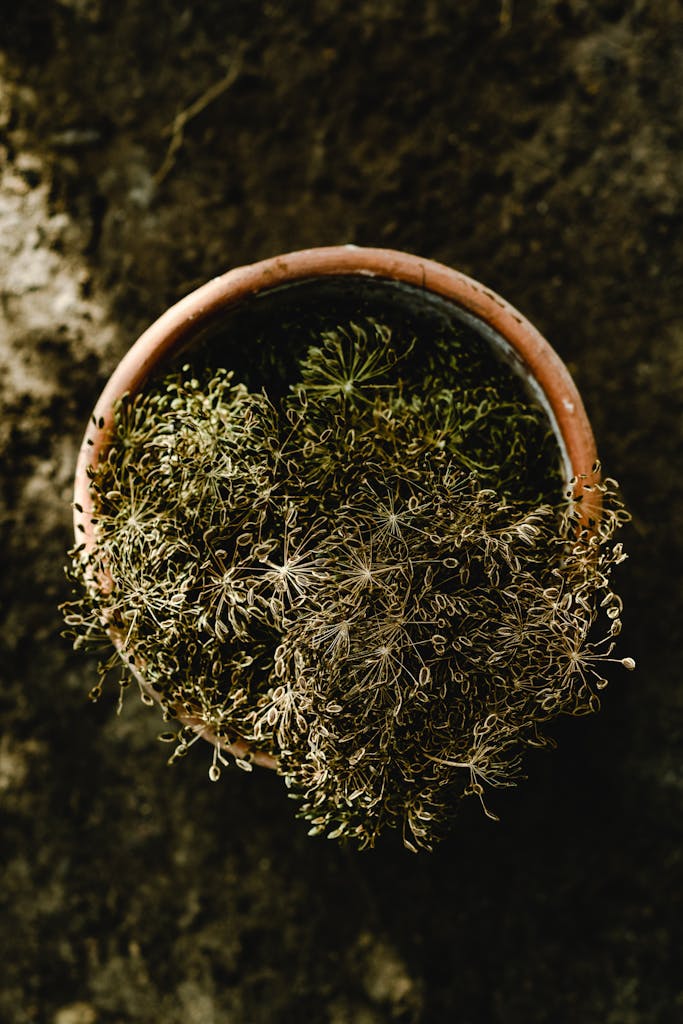 Aerial shot of dry dill seeds in a ceramic pot placed on bare soil, capturing natural texture.
