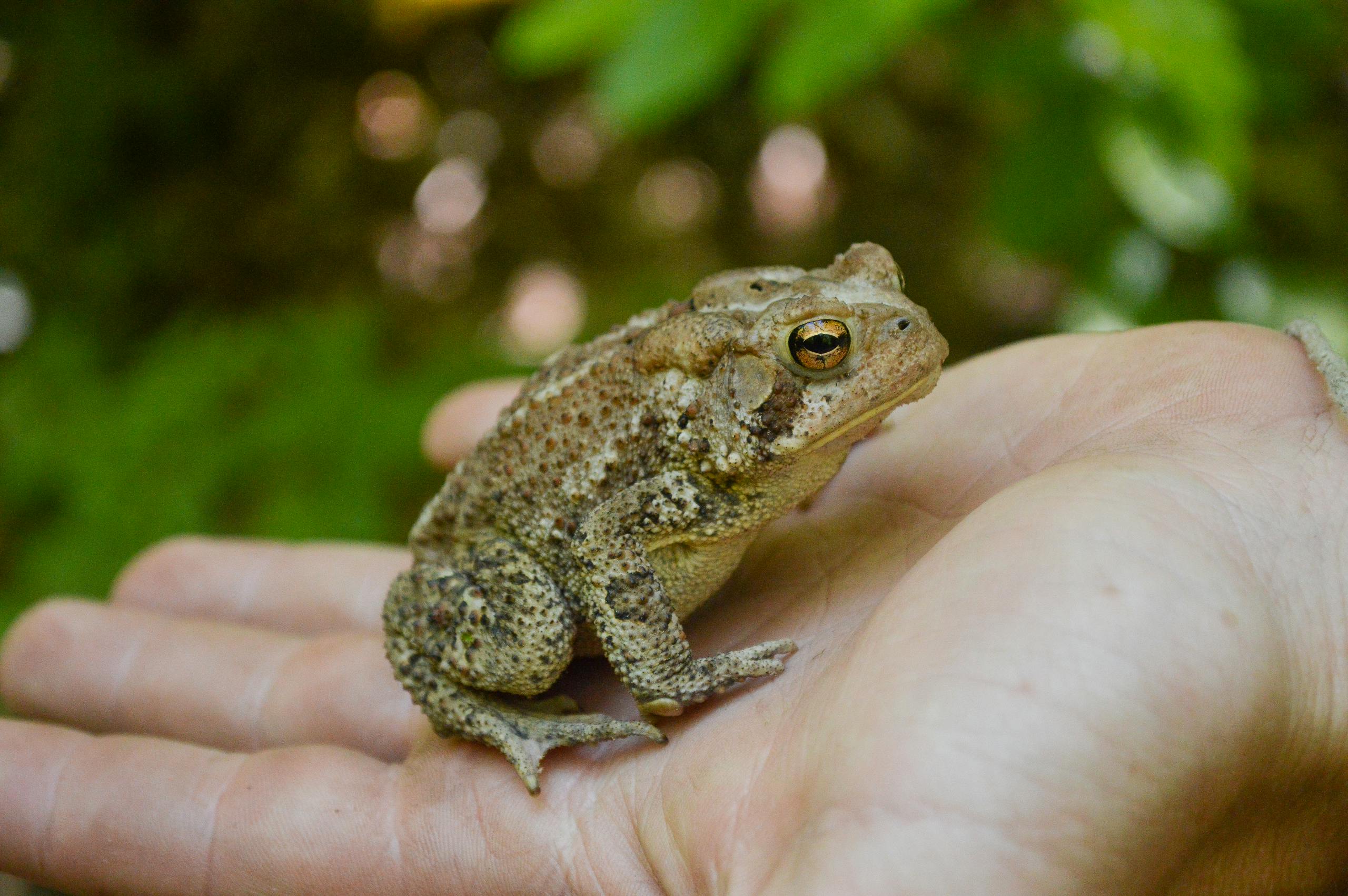 An American toad is shown in detail resting on a human palm in a natural setting.