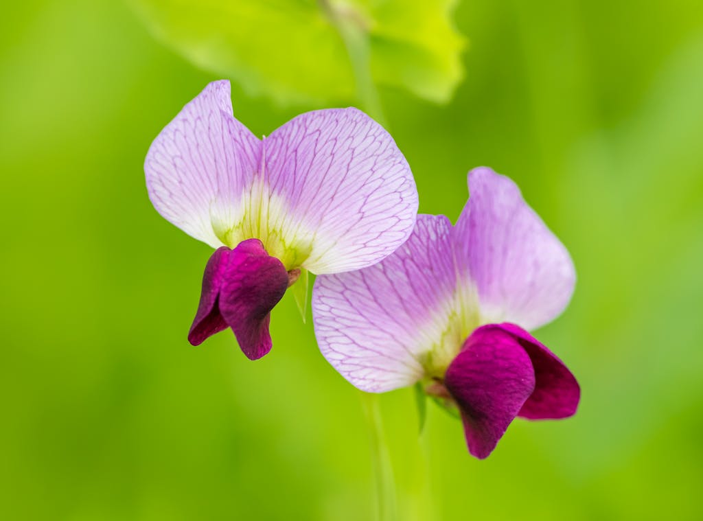 Beautiful close-up of violet perennial peavine flowers in full bloom against a lush green background.