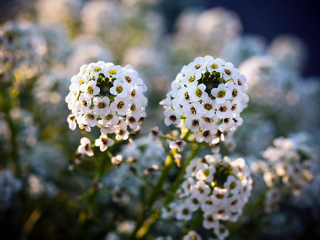 Beautiful close-up of white alyssum flowers blooming in natural sunlight.