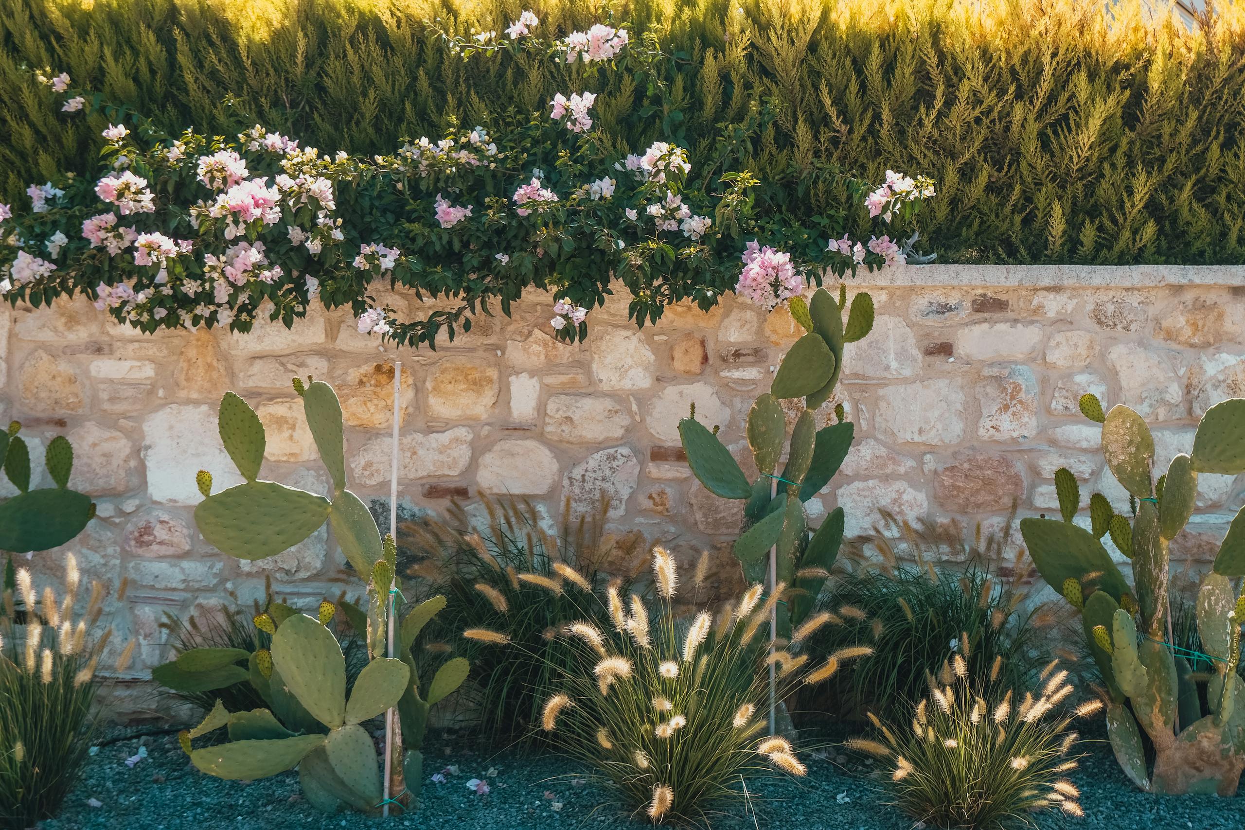 Beautiful garden scene with cacti, a stone wall, and lush greenery, illuminated by natural sunlight.