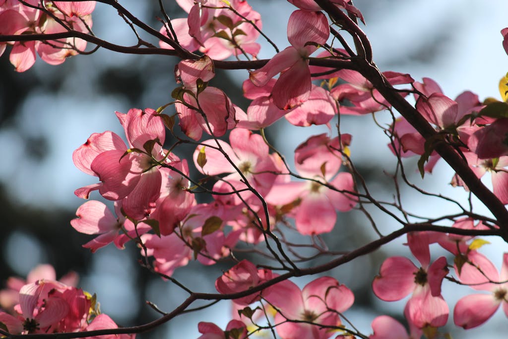 Beautiful pink dogwood flowers in full bloom, captured in spring with a clear blue background.