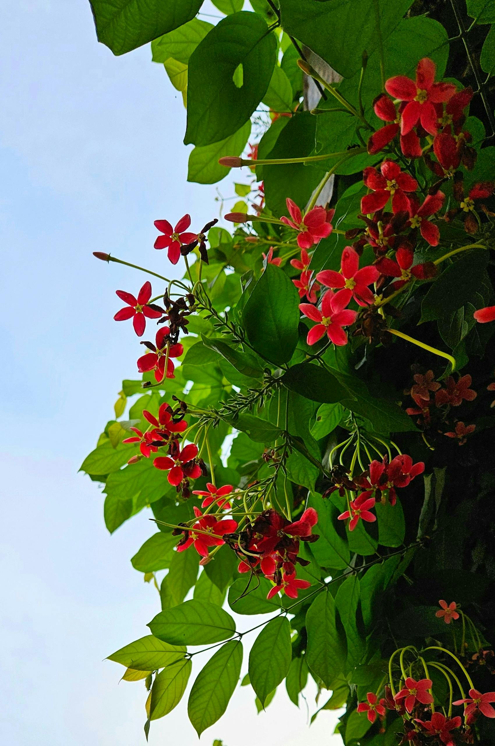 Beautiful red Rangoon Creeper flowers with lush green leaves against a blue sky.