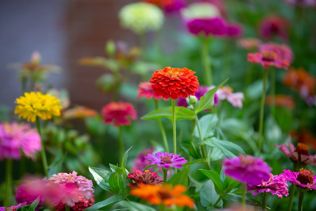 Beautiful zinnia flowers blooming in various colors during a vibrant summer day.