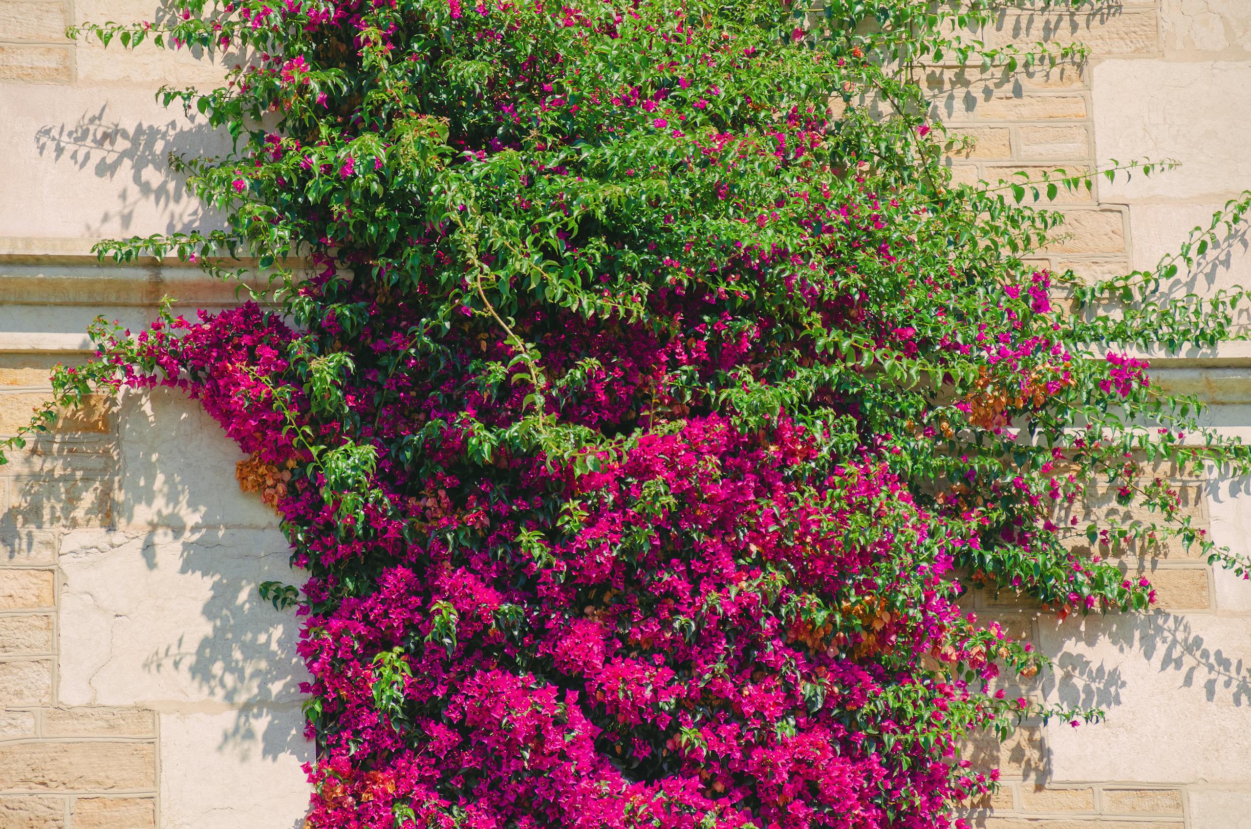 Bright pink and green bougainvillea climbing a stone wall, showcasing nature's vibrant colors.