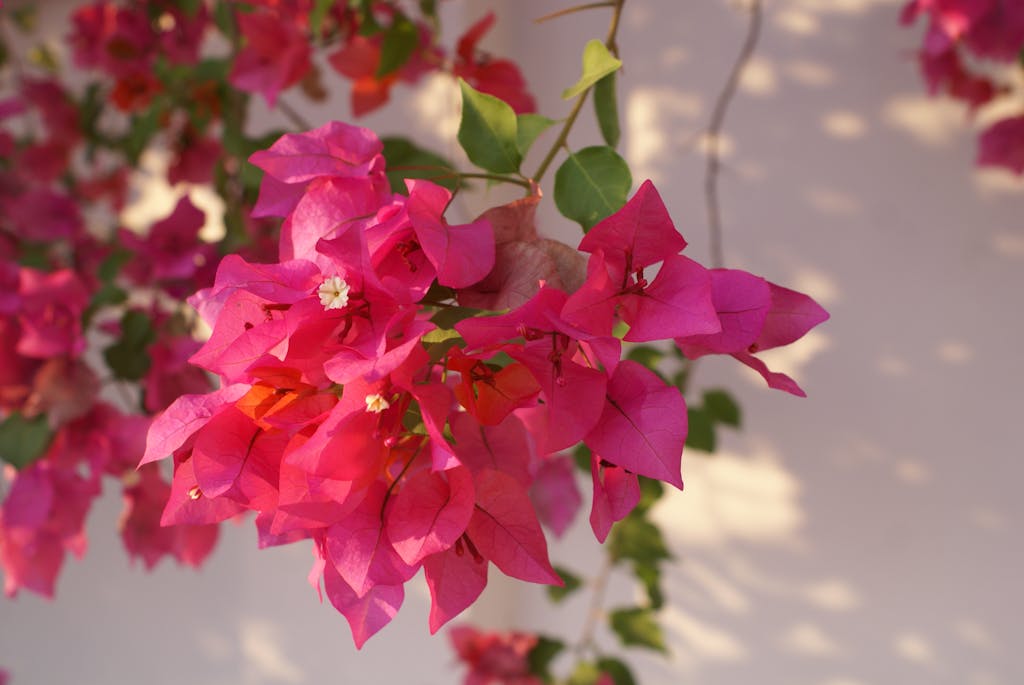 Bright pink bougainvillea flowers basking in sunlight, with vivid colors and delicate petals.