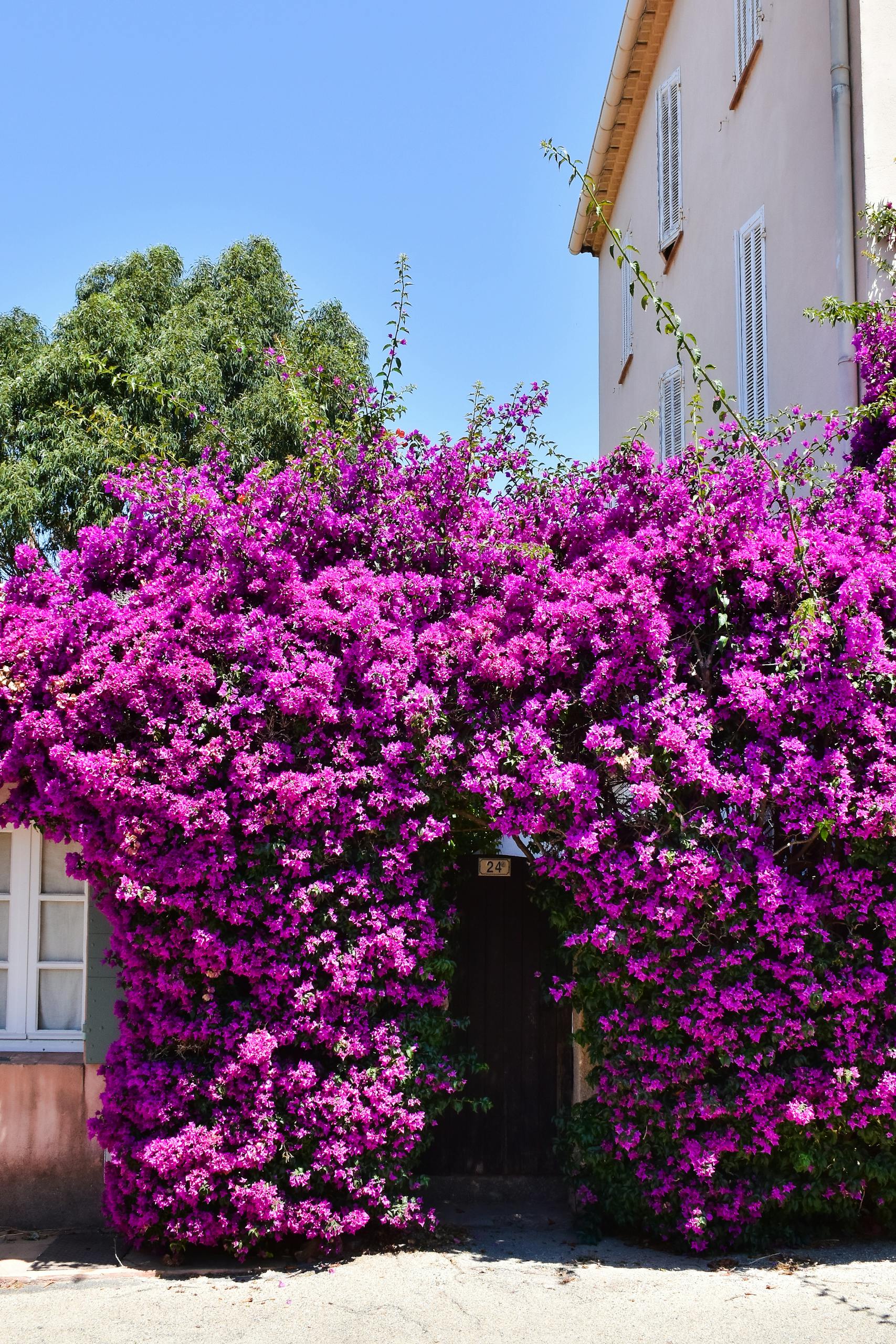 Bright purple bougainvillea cascades over a house in Hyères, France.