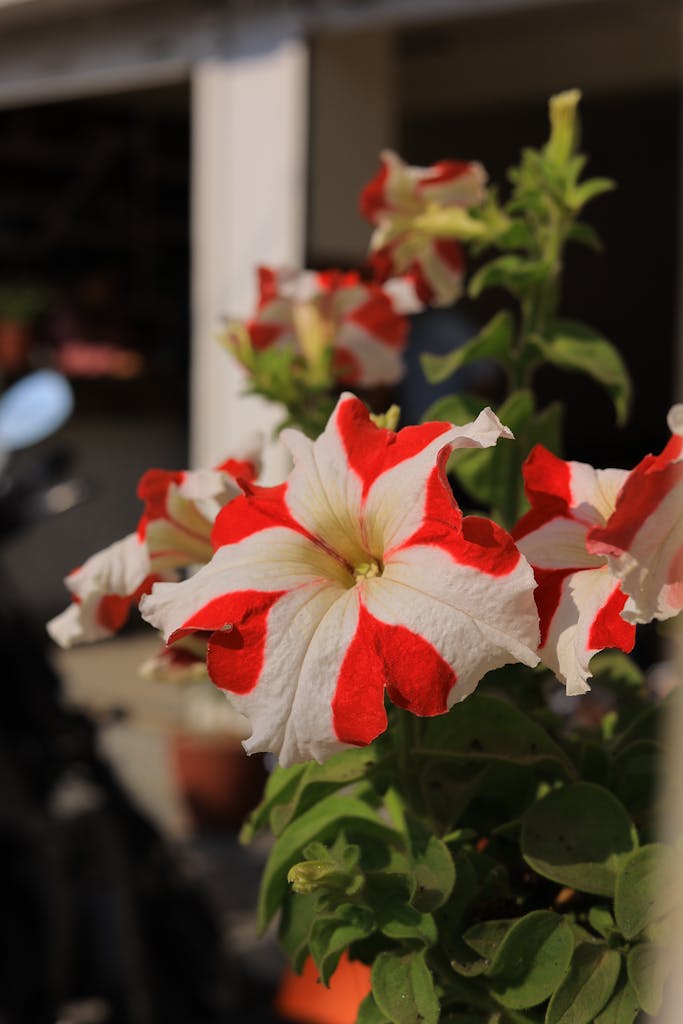 Bright red and white petunia flowers bloom in the sun, showcasing vivid colors and natural beauty.