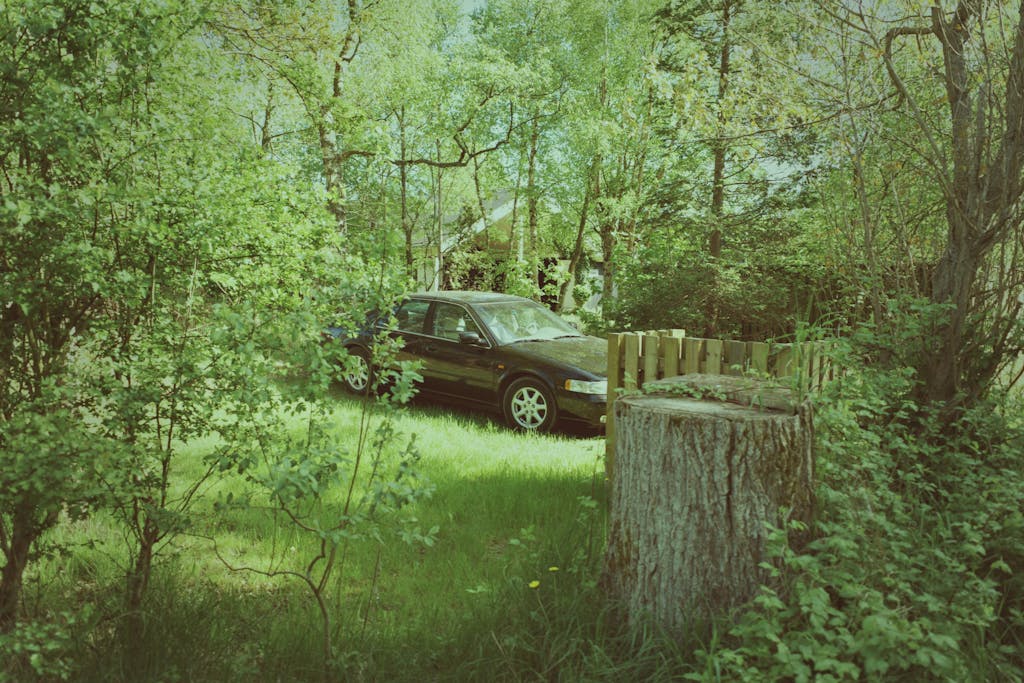 Car nestled amidst green trees and grass in a tranquil forest setting.