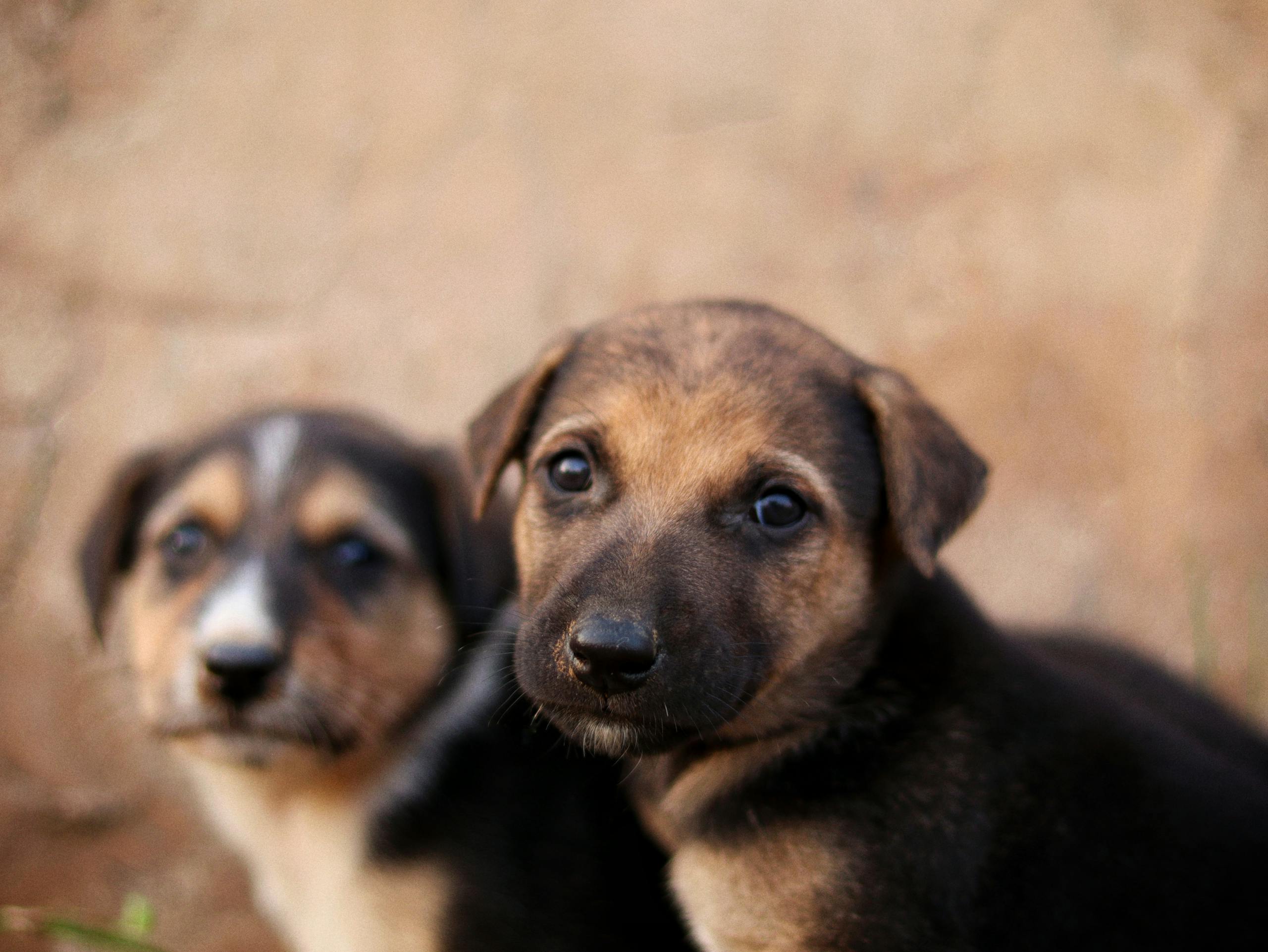 Charming close-up of two puppies with expressive eyes sitting outdoors.