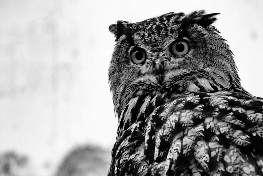 Close-up black and white portrait of a majestic owl, capturing its intense gaze and detailed feathers.
