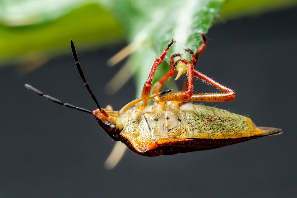 Close-up macro shot of a colorful leaf-footed bug hanging on a leaf, showcasing its vivid colors and details.