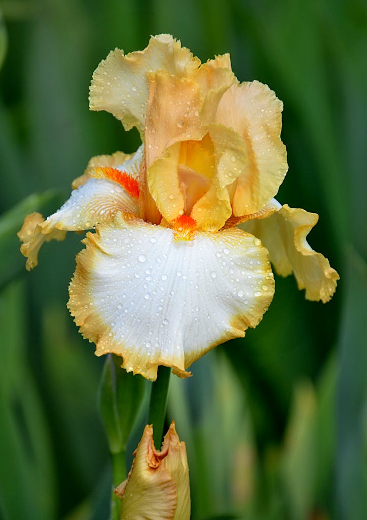Close-up of a bearded iris with dew drops, showcasing vibrant petals in an outdoor garden.