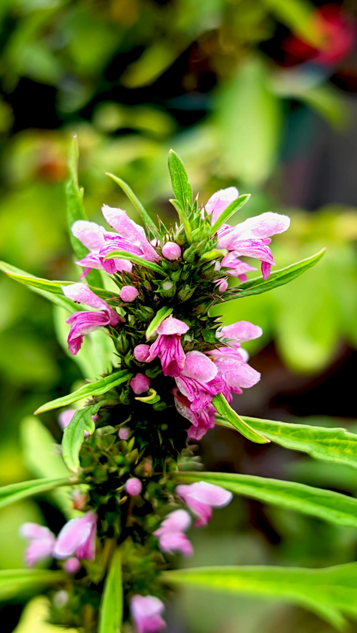 Close-up of a blooming motherwort flower, showcasing pink blossoms and lush green leaves.