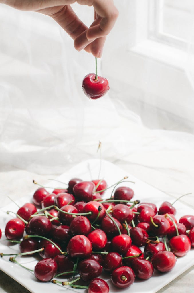 Close-up of a hand holding a cherry above a plate full of fresh, vibrant cherries indoors.