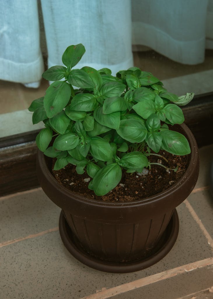 Close-up of a lush green basil plant in a brown pot, perfect for culinary and herbal uses.