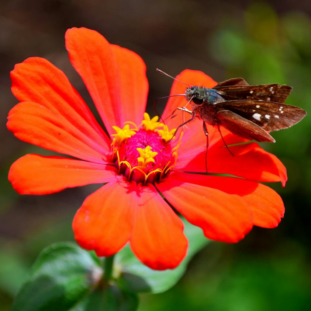 Close-up of a moth perched on a vibrant red Zinnia elegans flower in an outdoor setting.