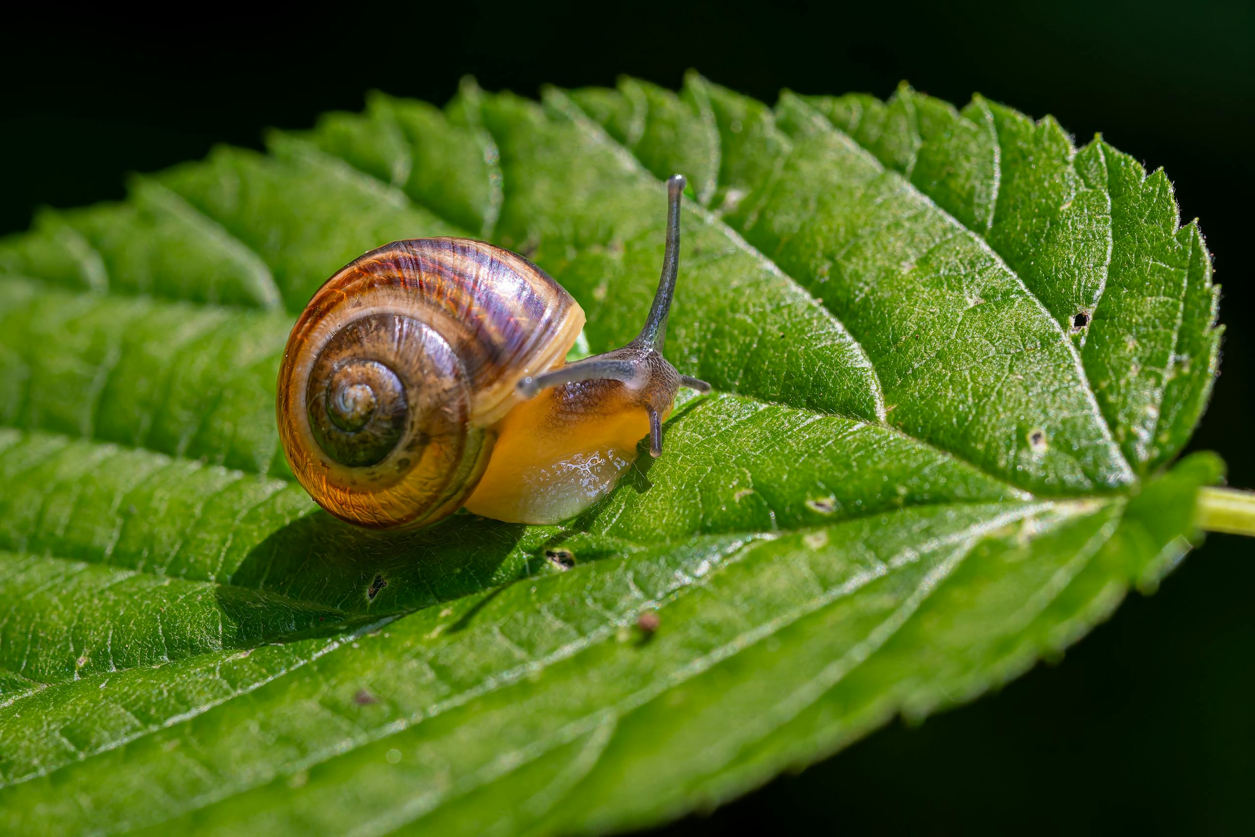 Close-up of a small snail on a fresh green leaf in a natural setting.