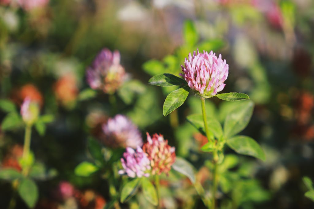 Close-up of a vibrant purple clover flower blooming in a sunlit garden setting.