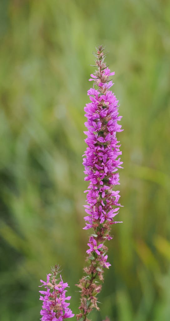 Close-up of a vibrant purple wildflower blooming in a green meadow setting, showcasing its natural beauty.