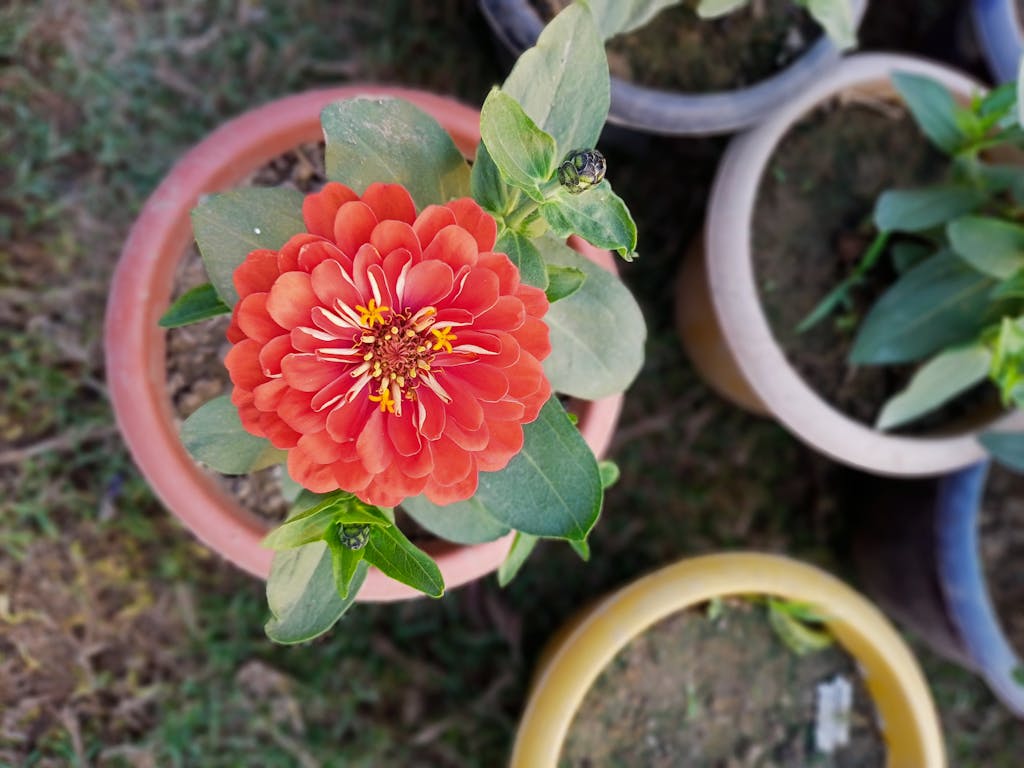 Close-up of a vibrant red Zinnia elegans flower in a garden, surrounded by potted plants.
