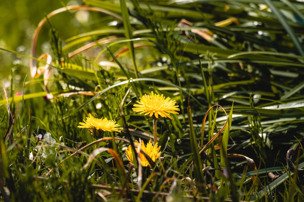 Close-up of blooming dandelions amidst tall grass, showcasing nature's vibrant colors in sunlight.