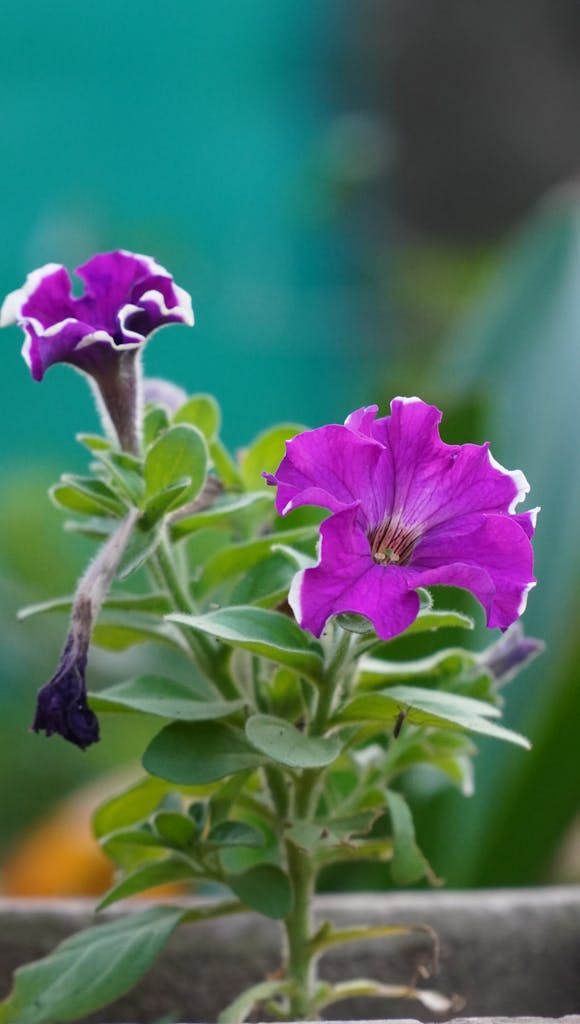 Close-up of blooming purple petunias with green blurred background.