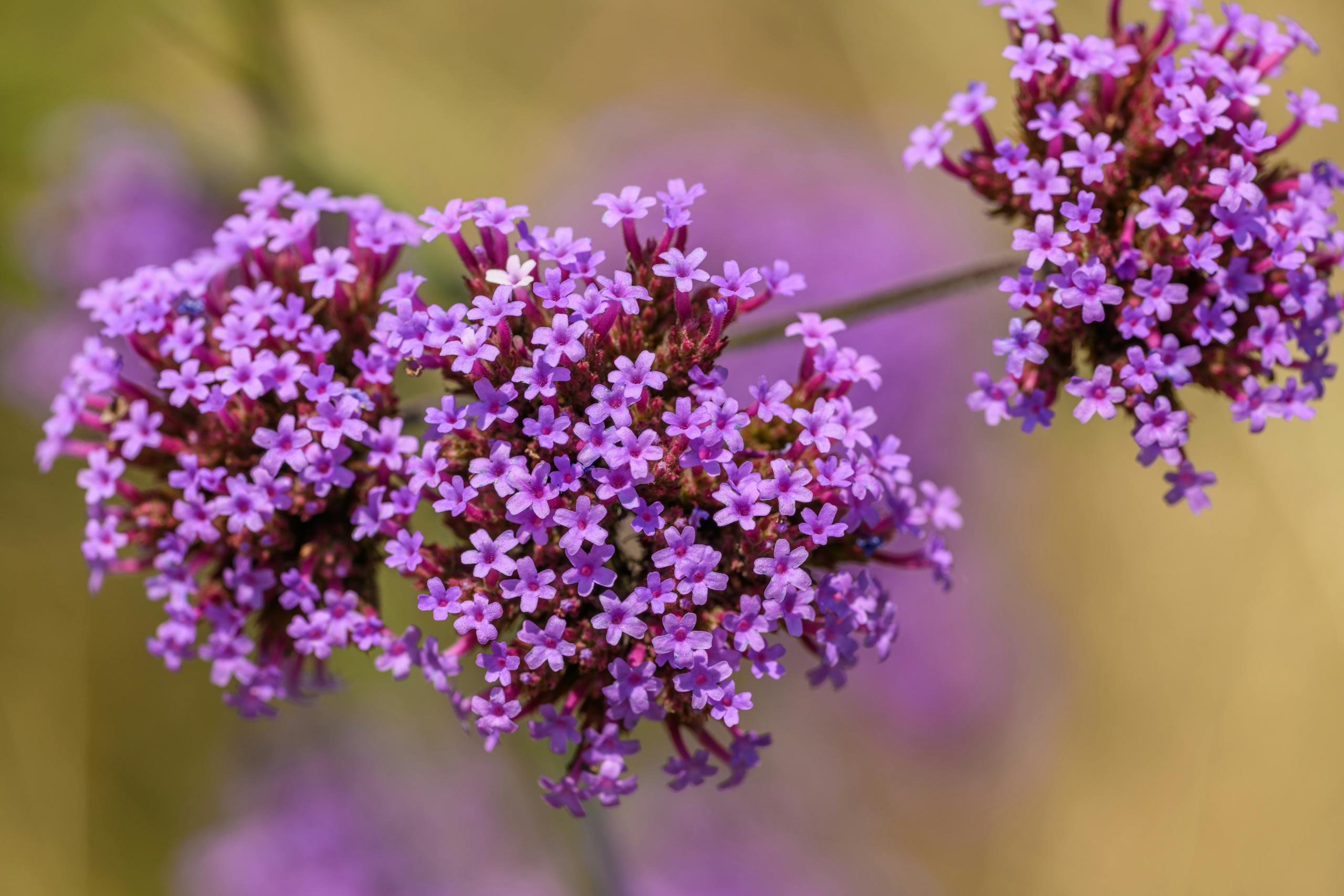Close-up of bright purple Verbena flowers with lush petals in a natural setting.
