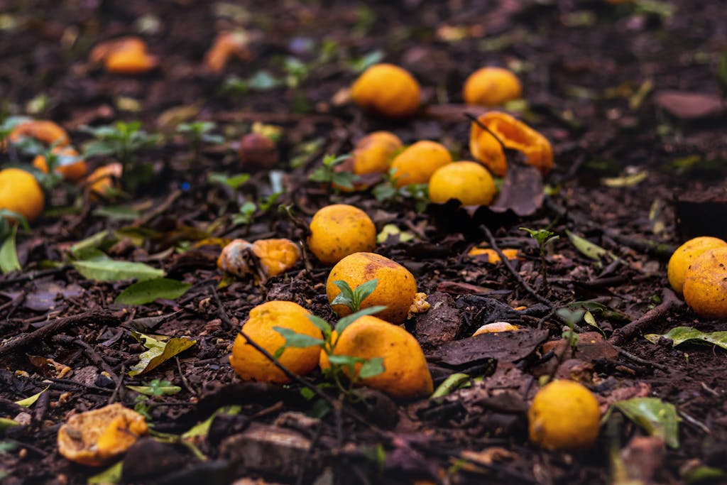 Close-up of decomposing oranges on a forest floor, highlighting the cycle of nature.