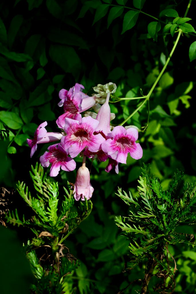 Close-up of pink trumpet flowers in lush green foliage, casting soft shadows.