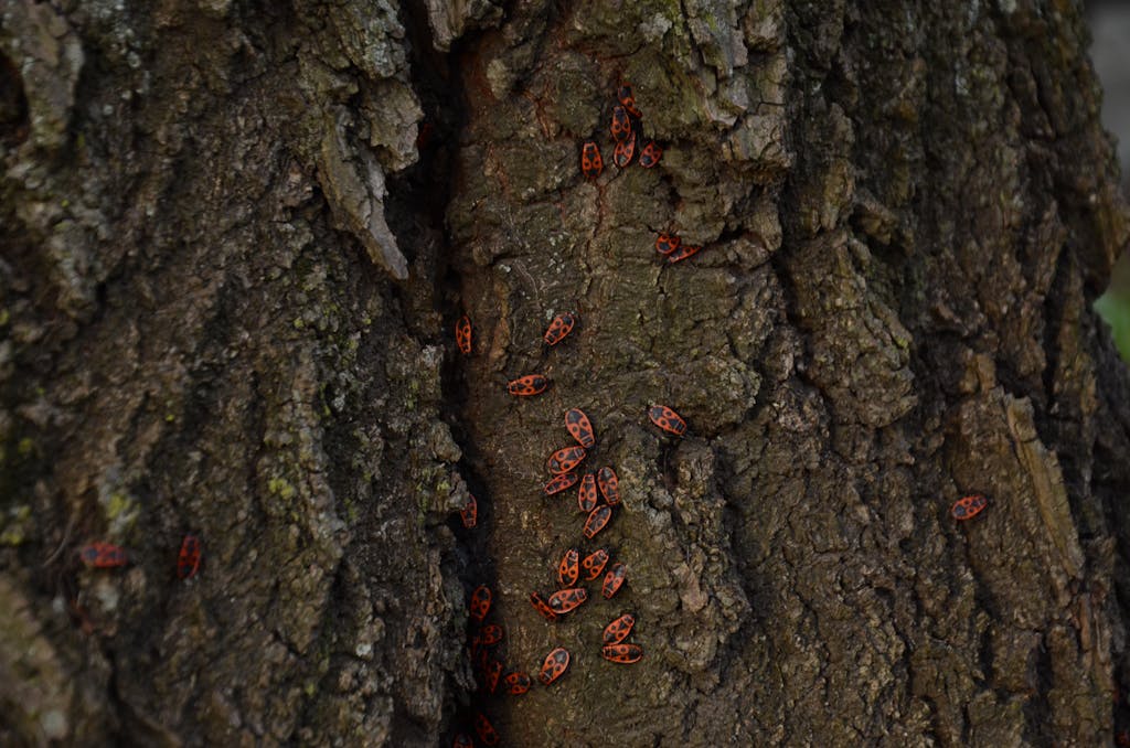 Close-up of red firebugs clustering on a tree bark, showcasing natural patterns.