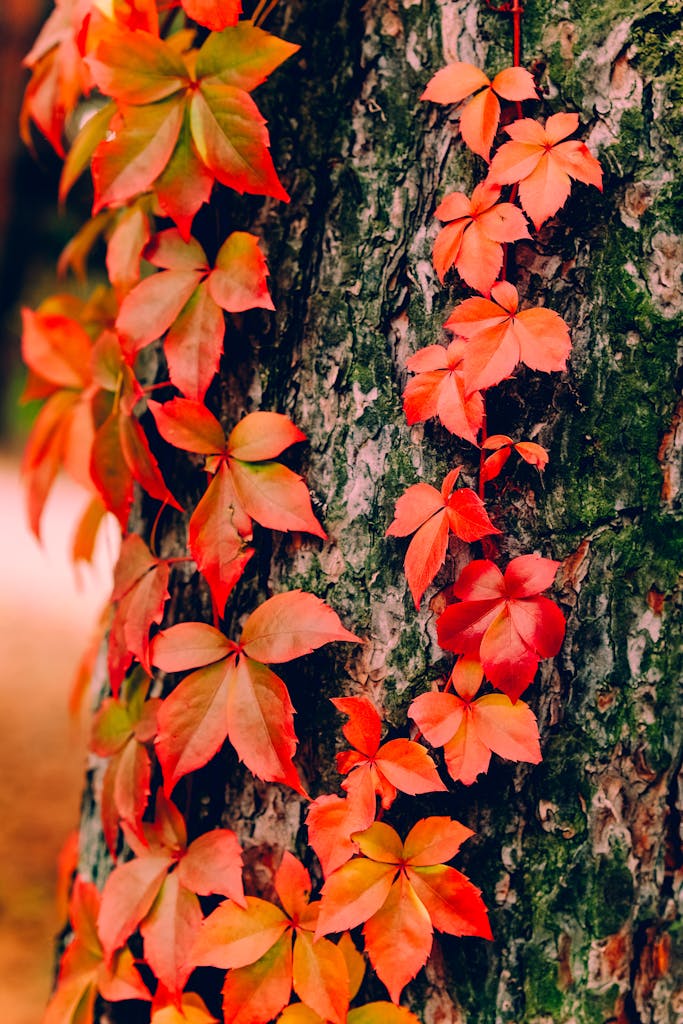 Close-up of red ivy leaves on a tree in Dnipro, displaying vivid autumn colors.