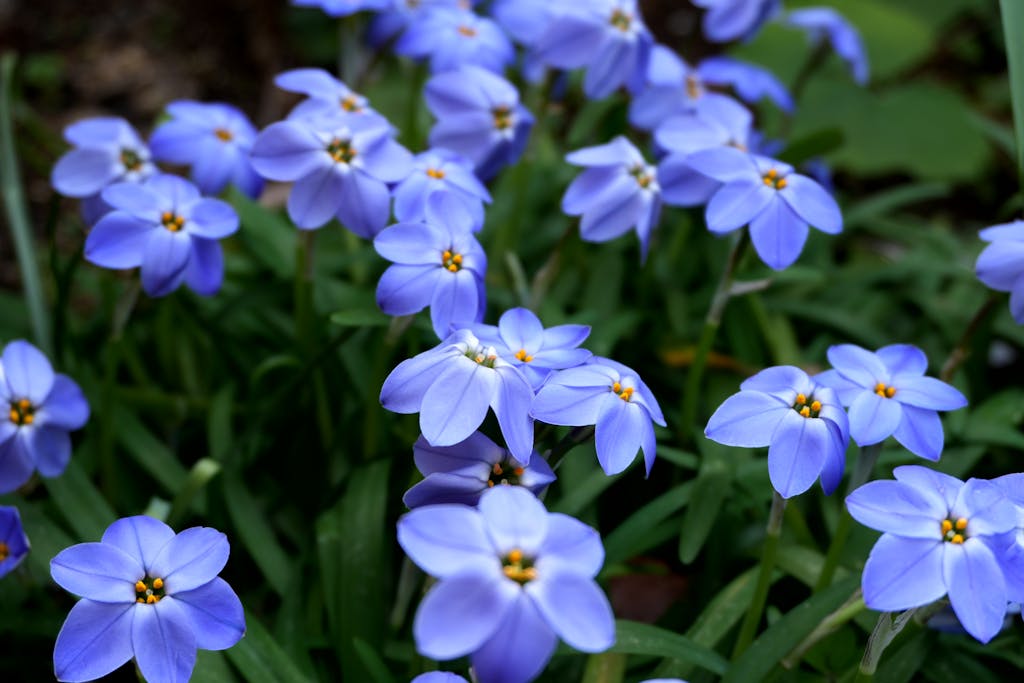 Close-up of vibrant blue flowers in a garden, Tokyo, Japan.