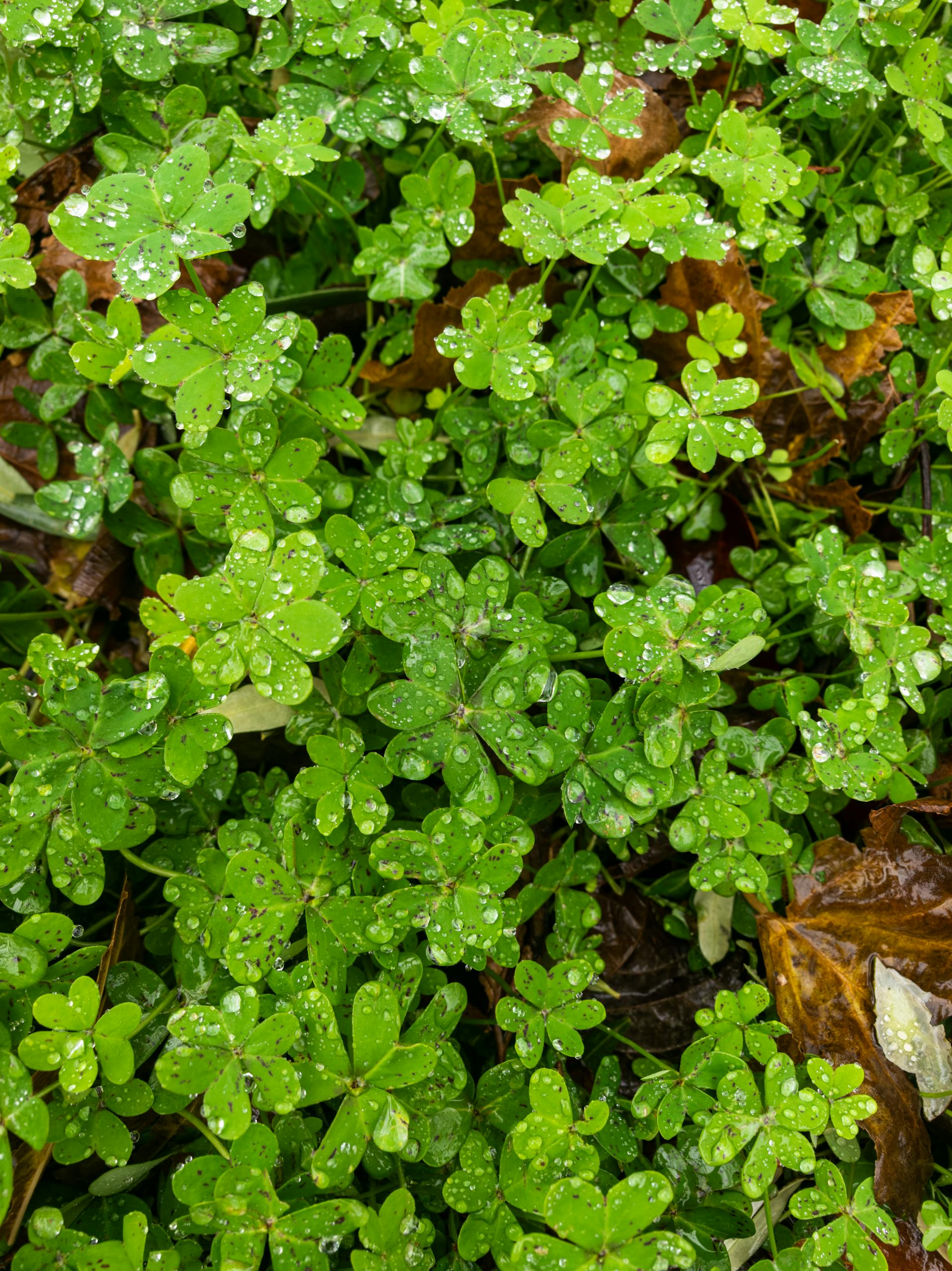 Close-up of vibrant green clover leaves covered in fresh morning dew outdoors.