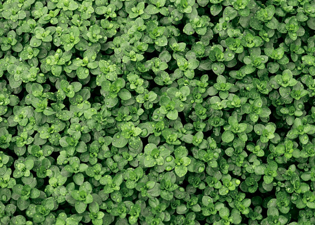 Close-up of vibrant green thyme leaves covered in fresh morning dew, perfect for nature themes.