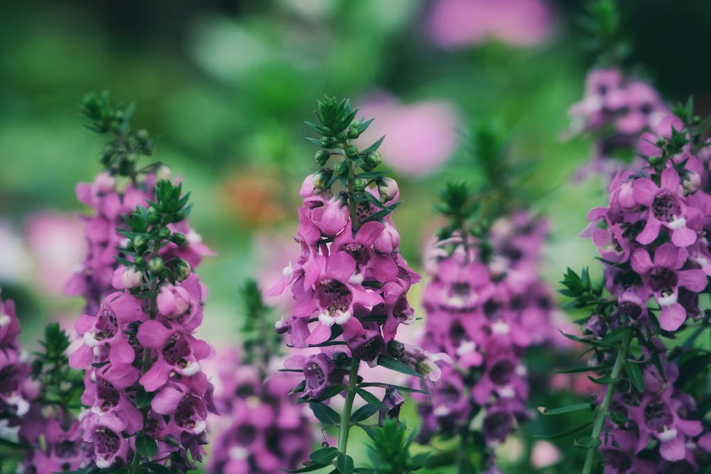 Close-up of vibrant purple Angelonia flowers in a garden setting.