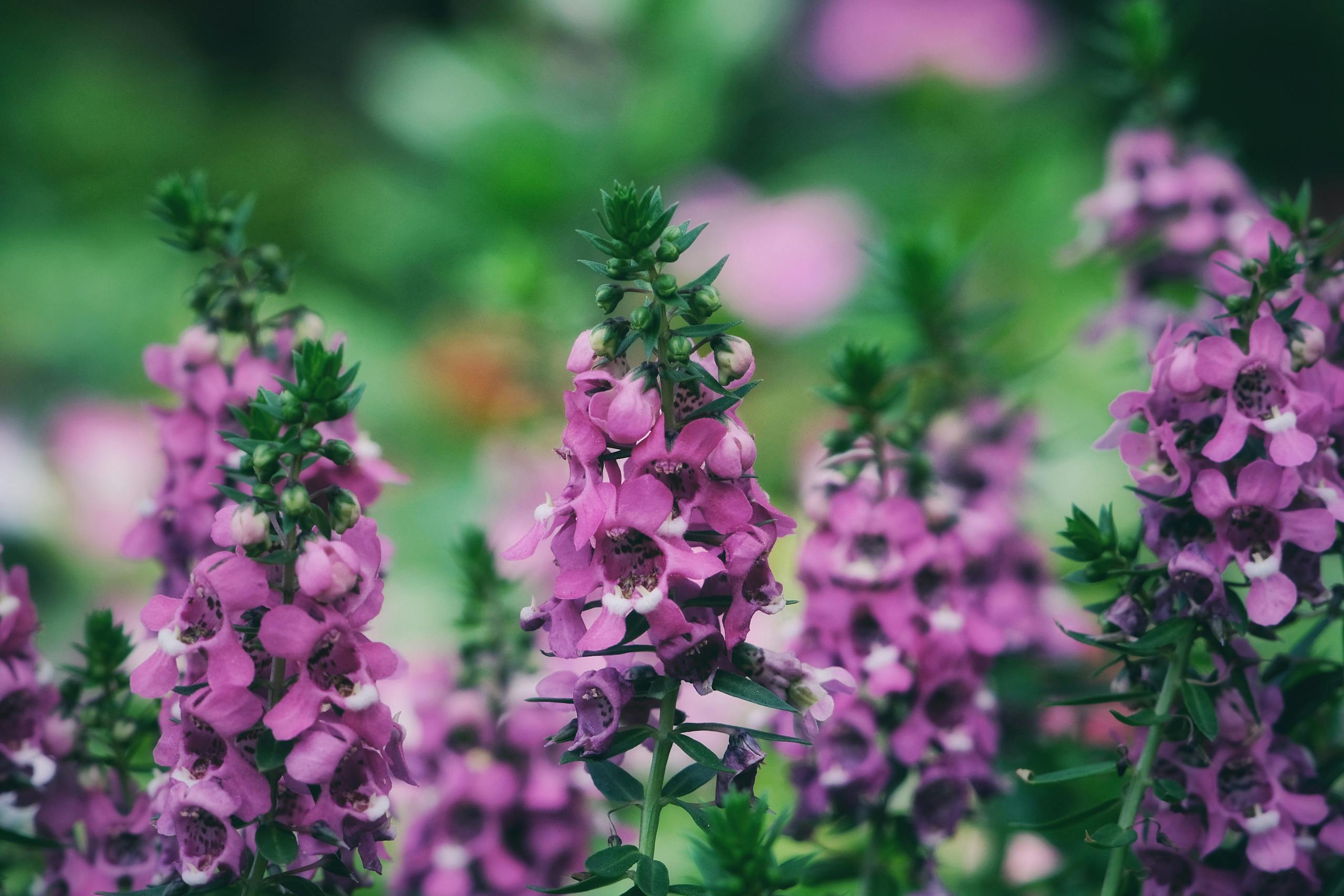 Close-up of vibrant purple Angelonia flowers in a garden setting.