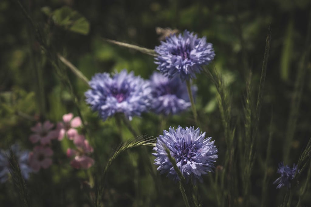 Close-up of vibrant purple cornflowers with a blurred natural background showcasing delicate petals.