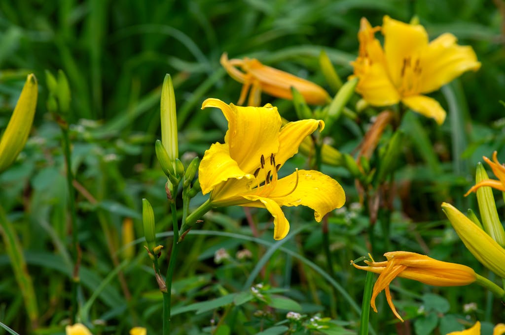 Close-up of vibrant yellow daylilies in full bloom, showcasing nature's beauty in Minas Gerais, Brazil.