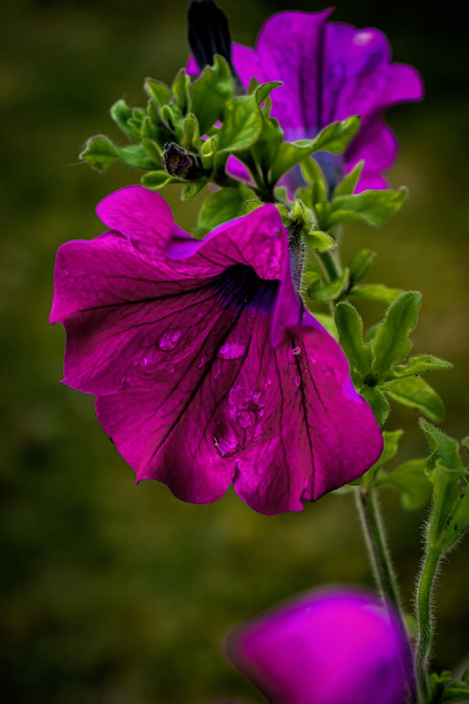 Close-up of violet petunia flowers with dew drops highlighting their delicate beauty.