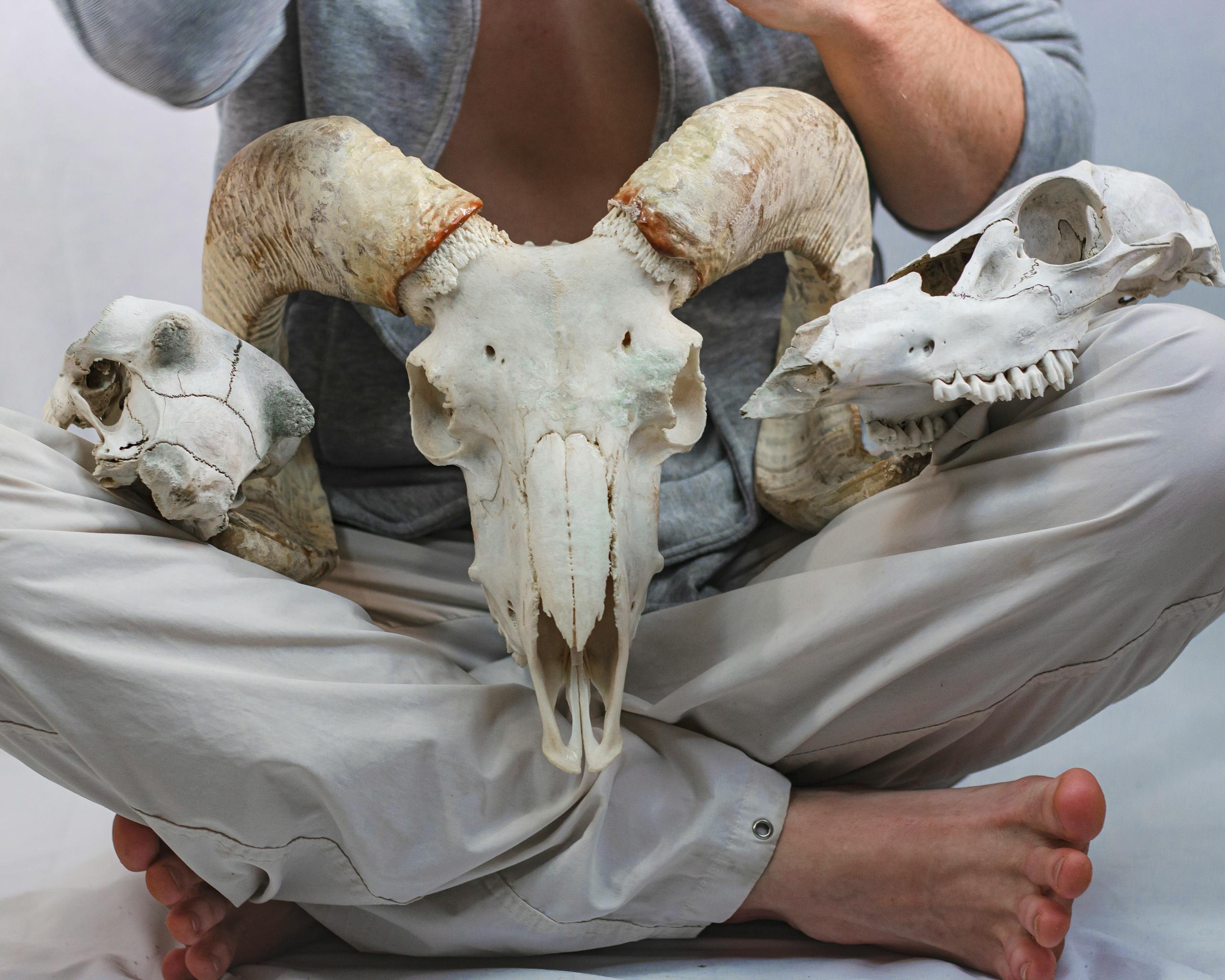 Close-up photo of a person holding three animal skulls in their lap.