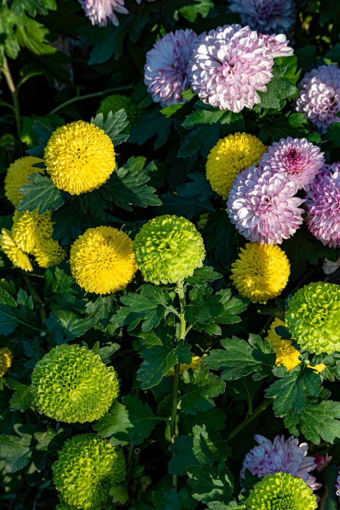 Colorful chrysanthemums in full bloom, showcasing a vibrant garden scene.