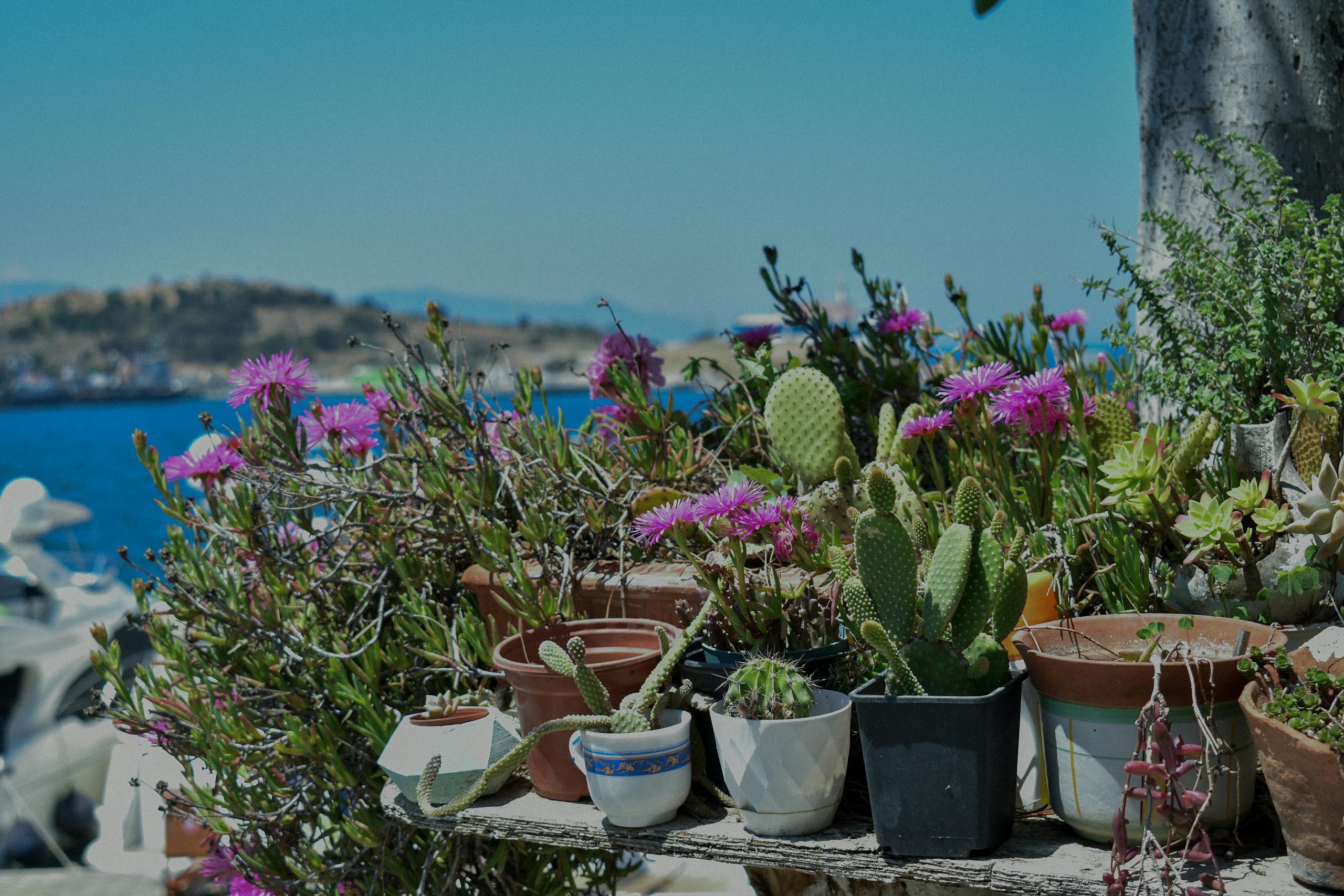 Colorful potted cacti and flowers by the sea, showcasing natural beauty and tranquility.