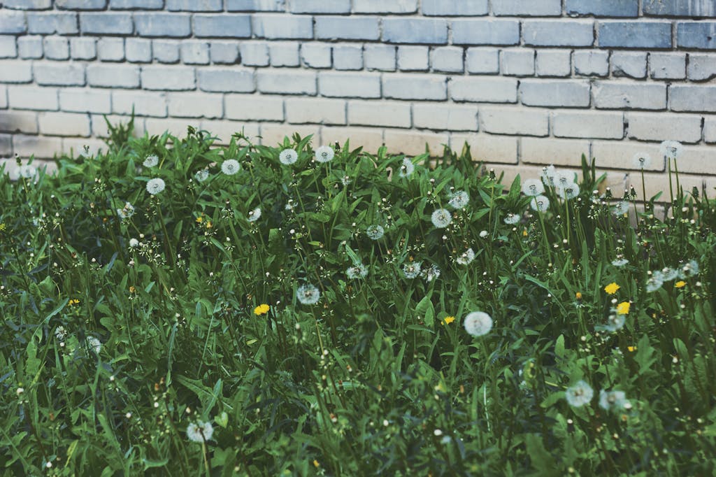 Dandelions and wildflowers growing in front of a rustic brick wall, capturing a natural spring scene.